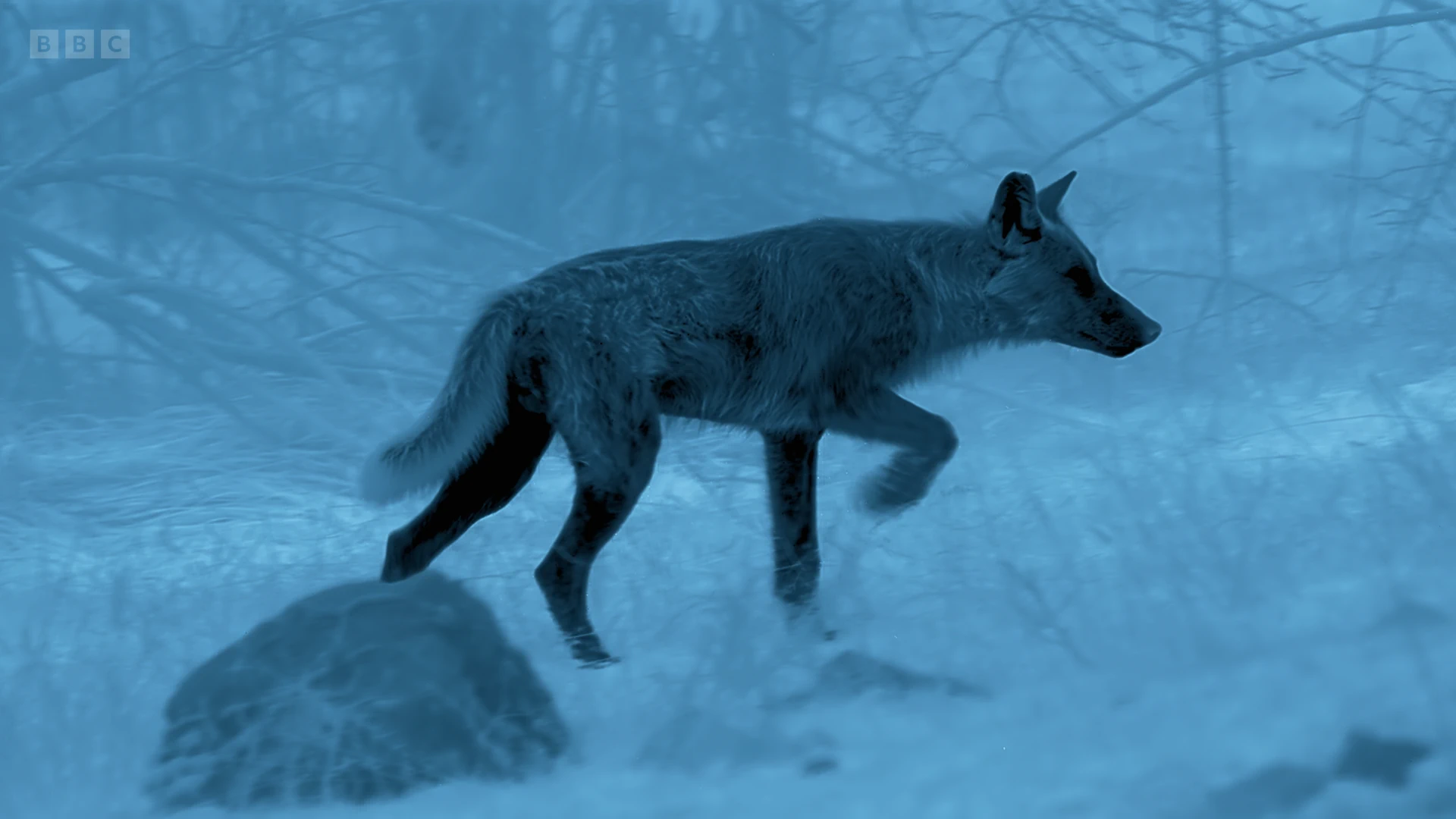 Italian wolf (Canis lupus italicus) as shown in Seven Worlds, One Planet - Europe